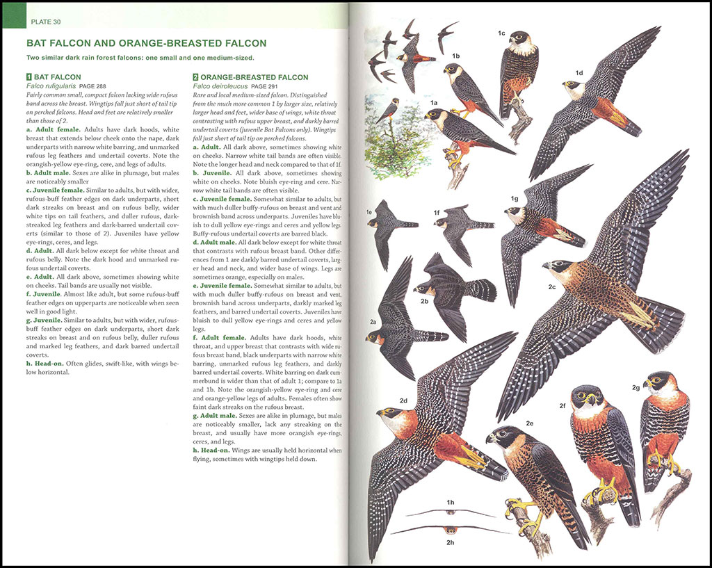 RAPTORS OF MEXICO AND CENTRAL AMERICA 3