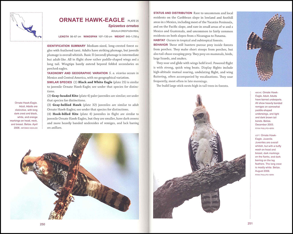 RAPTORS OF MEXICO AND CENTRAL AMERICA 4