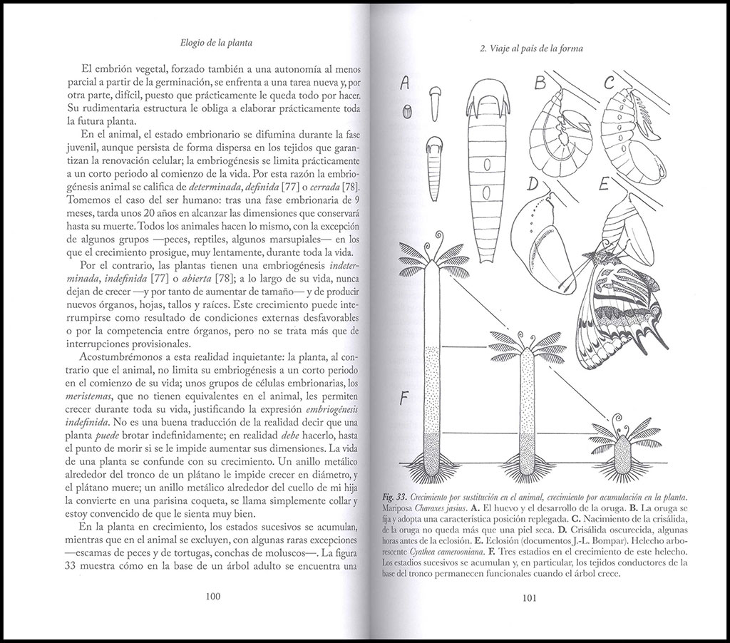 ELOGIO DE LA PLANTA. POR UNA NUEVA BIOLOGÍA 2