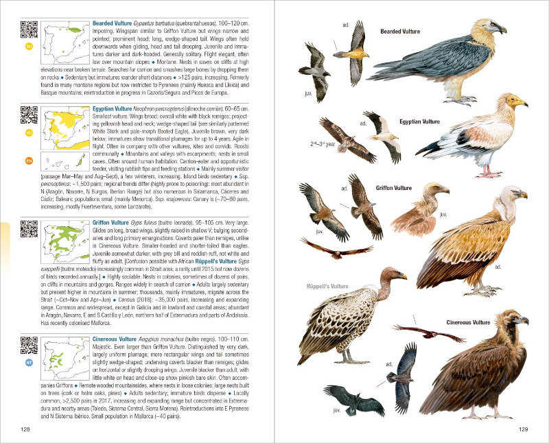 BIRDS OF SPAIN 3