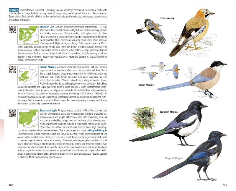 BIRDS OF SPAIN 4