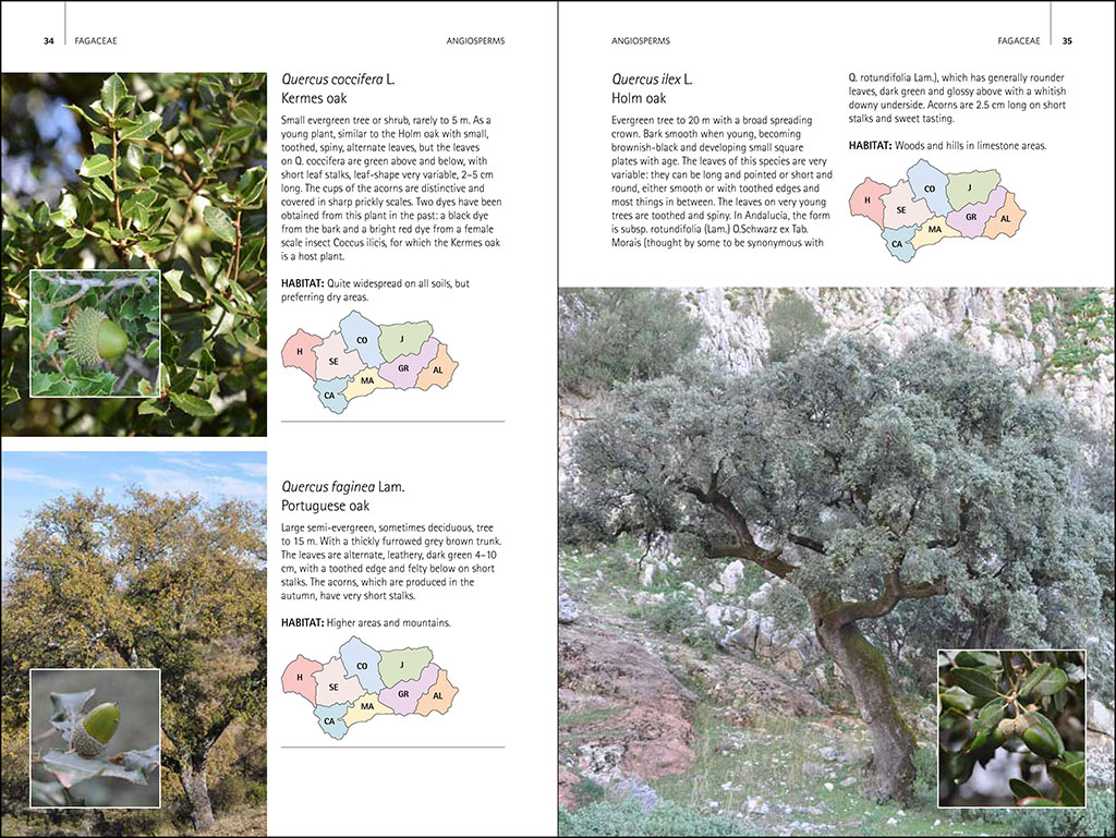 WILD PLANTS OF SOUTHERN SPAIN. A GUIDE TO THE NATIVE PLANTS OF ANDALUCIA 3