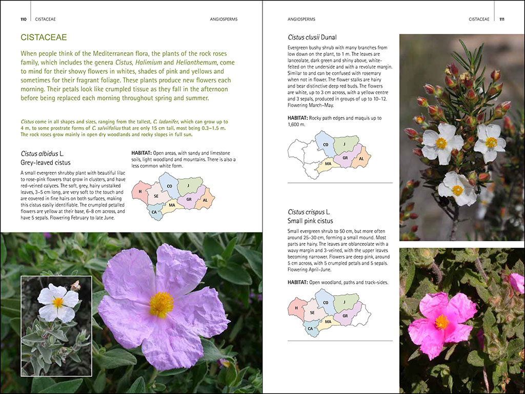 WILD PLANTS OF SOUTHERN SPAIN. A GUIDE TO THE NATIVE PLANTS OF ANDALUCIA 4