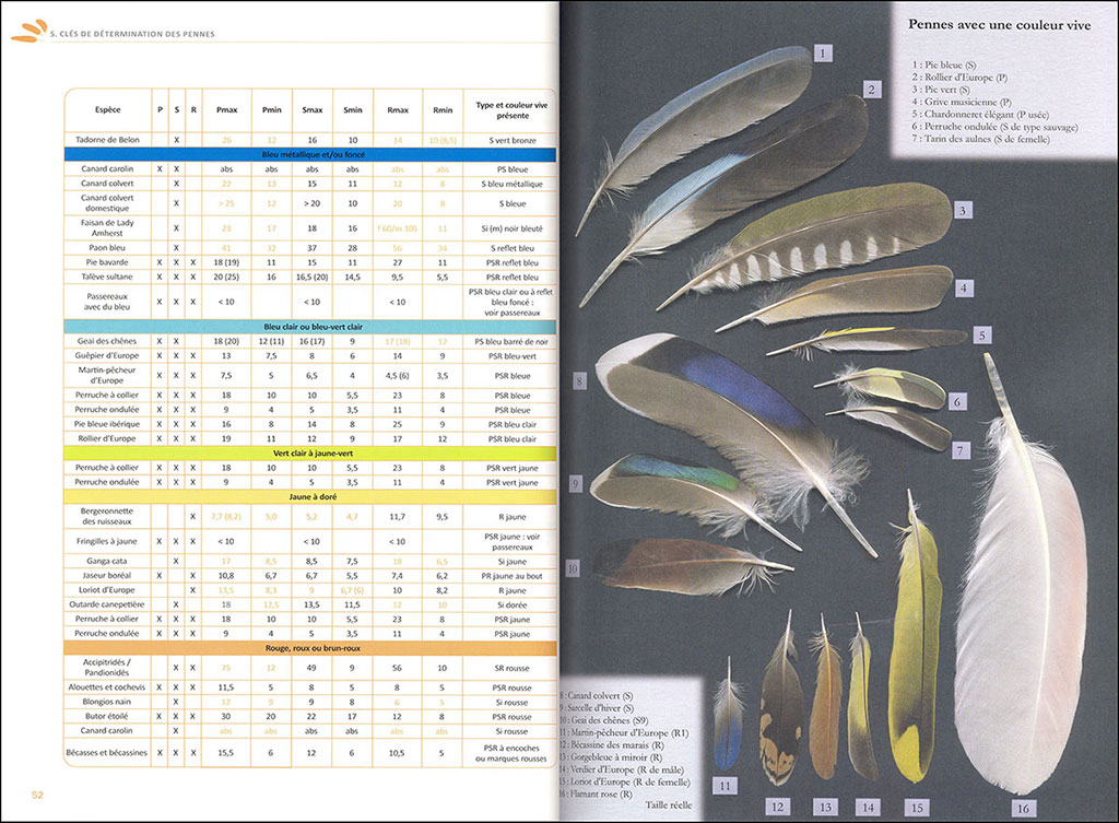 IDENTIFIER LES PLUMES DES OISEAUX D'EUROPE OCCIDENTALE 2