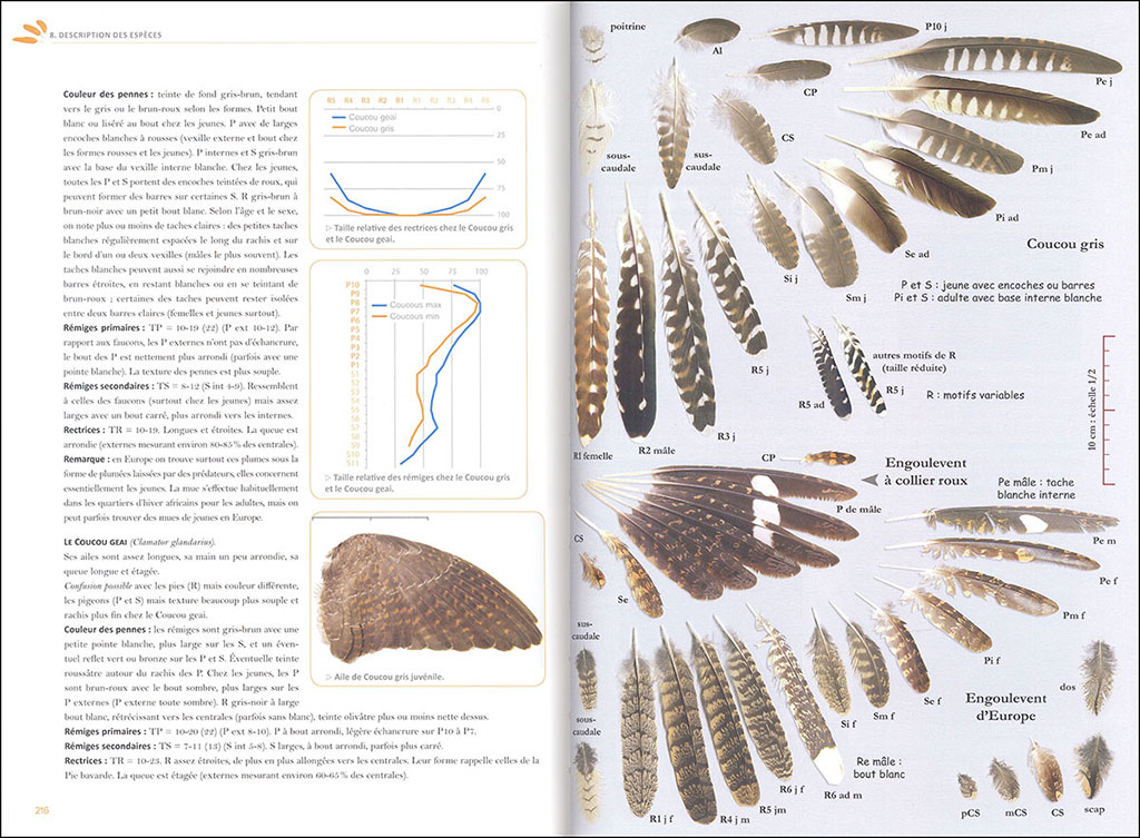 IDENTIFIER LES PLUMES DES OISEAUX D'EUROPE OCCIDENTALE 3