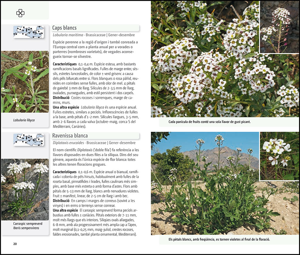 FLORA DEL MEDITERRANI 3