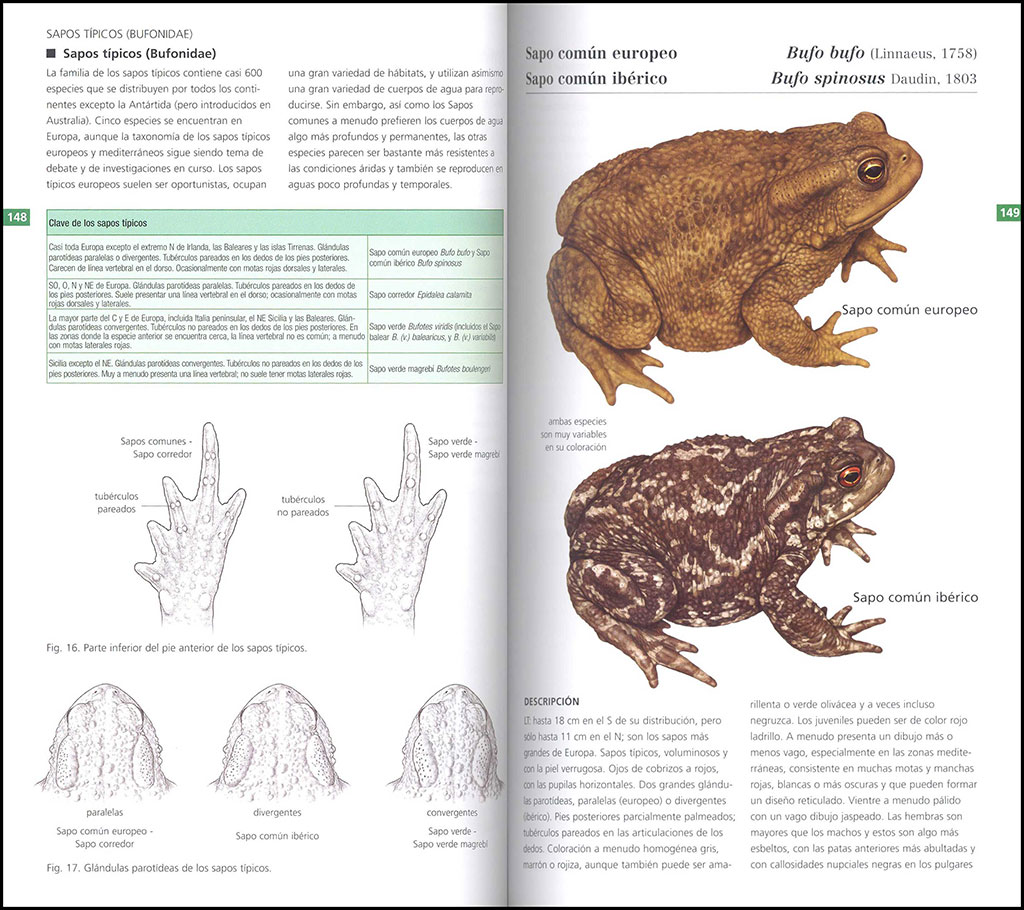 GUÍA DE CAMPO DE LOS ANFIBIOS Y REPTILES DE ESPAÑA Y DE EUROPA 2