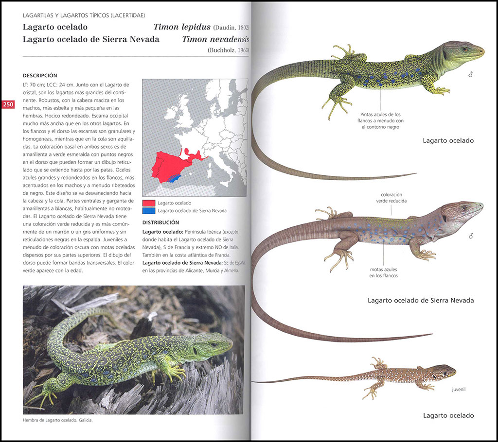 GUÍA DE CAMPO DE LOS ANFIBIOS Y REPTILES DE ESPAÑA Y DE EUROPA 3