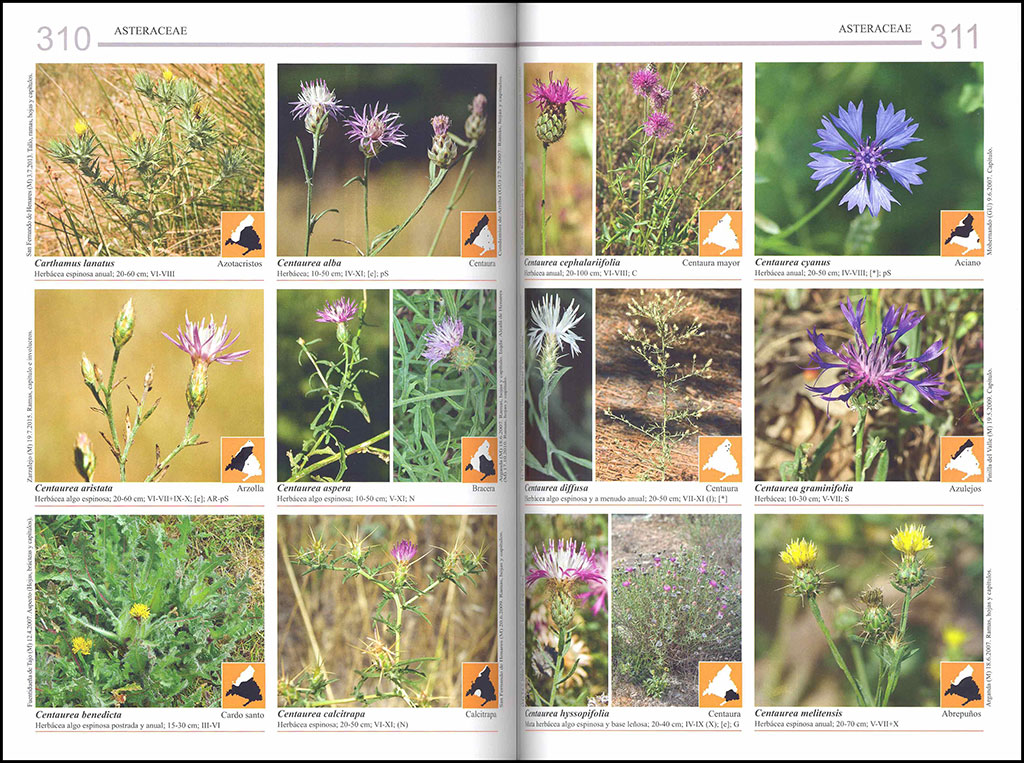 FLORA DE MADRID 4