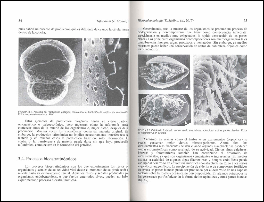 MICROPALEONTOLOGÍA 2
