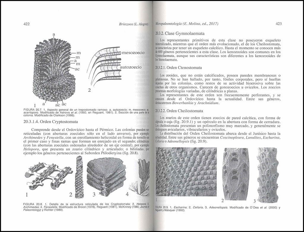 MICROPALEONTOLOGÍA 3