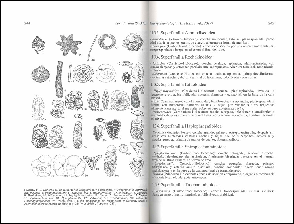 MICROPALEONTOLOGÍA 4