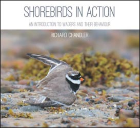 SHOREBIRDS IN ACTION. AN INTRODUCTION TO WADERS AND THEIR BEHAVIOUR 1