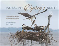 INSIDE AN OSPREY'S NEST. A PHOTOGRAPHIC JOURNEY THROUGH NESTING SEASON