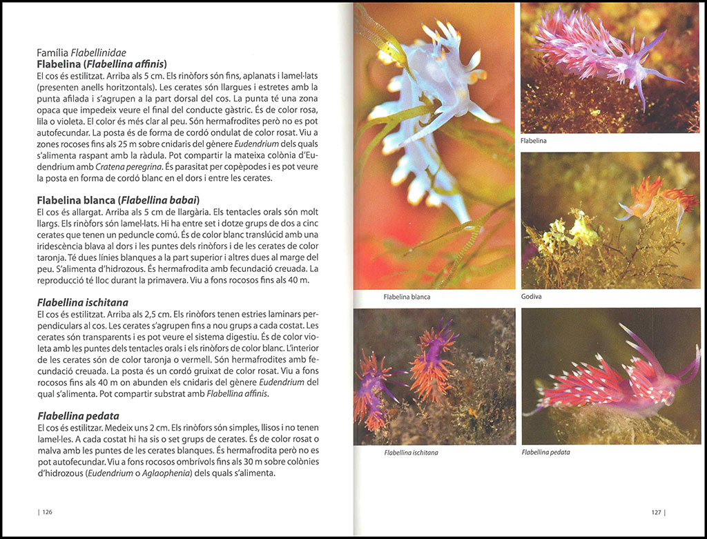 LA BIODIVERSITAT MARINA D'EIVISSA 3