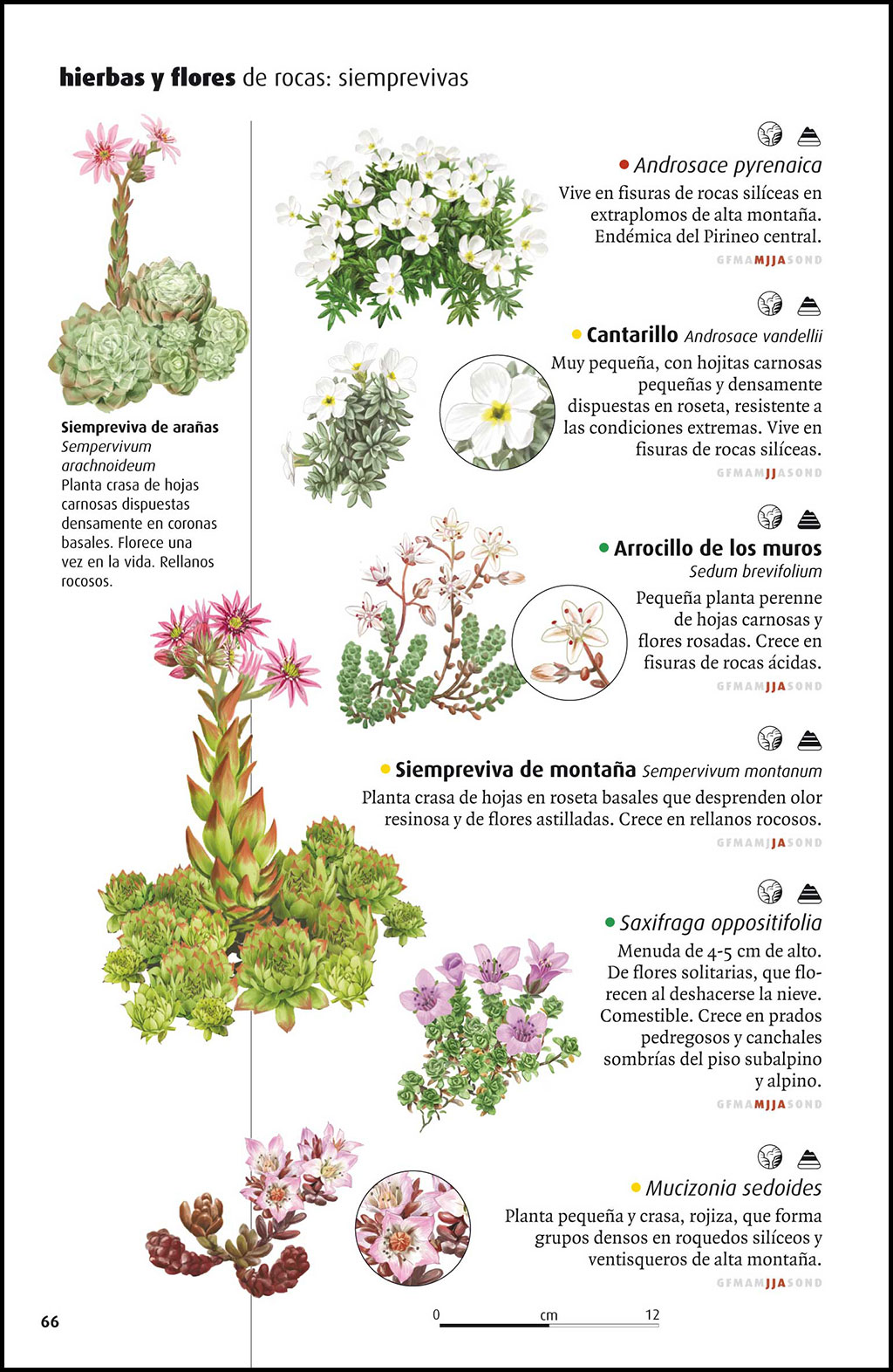 VIDA SALVAJE DE LOS PIRINEOS 2