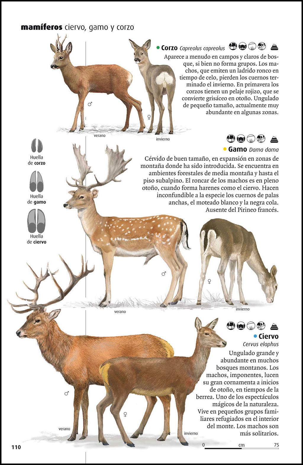 VIDA SALVAJE DE LOS PIRINEOS 3