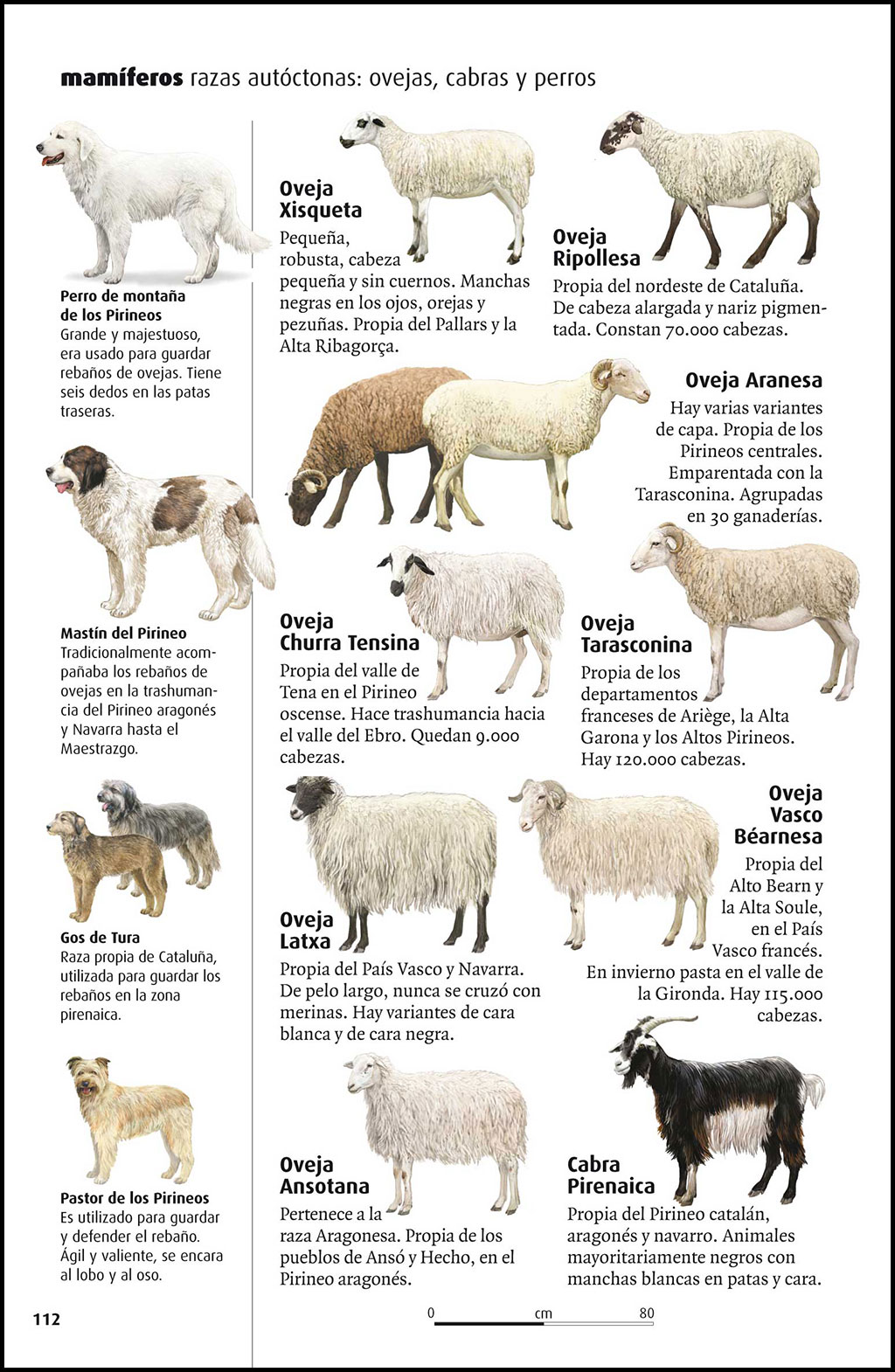 VIDA SALVAJE DE LOS PIRINEOS 4