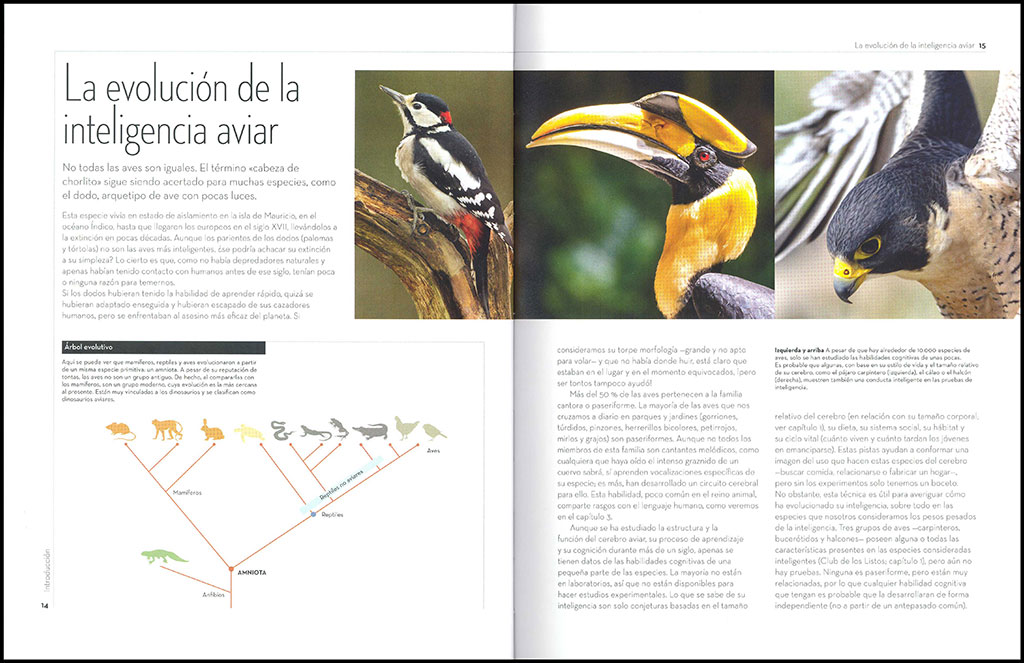 A VUELO DE PÁJARO. LA EXTRAORDINARIA INTELIGENCIA DE LAS AVES 2