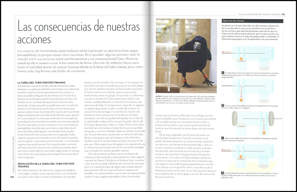 A VUELO DE PÁJARO. LA EXTRAORDINARIA INTELIGENCIA DE LAS AVES 3
