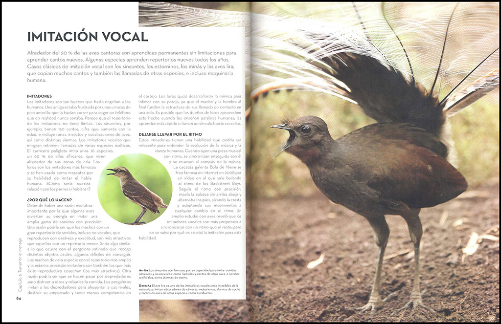 A VUELO DE PÁJARO. LA EXTRAORDINARIA INTELIGENCIA DE LAS AVES 4
