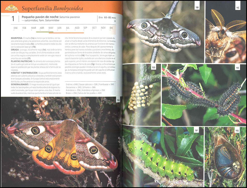 GUÍA DE LAS MARIPOSAS DE EUROPA. MARIPOSAS, ORUGAS Y PLANTAS NUTRICIAS 2