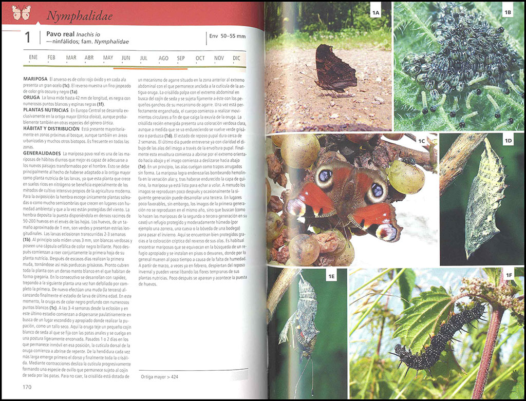 GUÍA DE LAS MARIPOSAS DE EUROPA. MARIPOSAS, ORUGAS Y PLANTAS NUTRICIAS 3