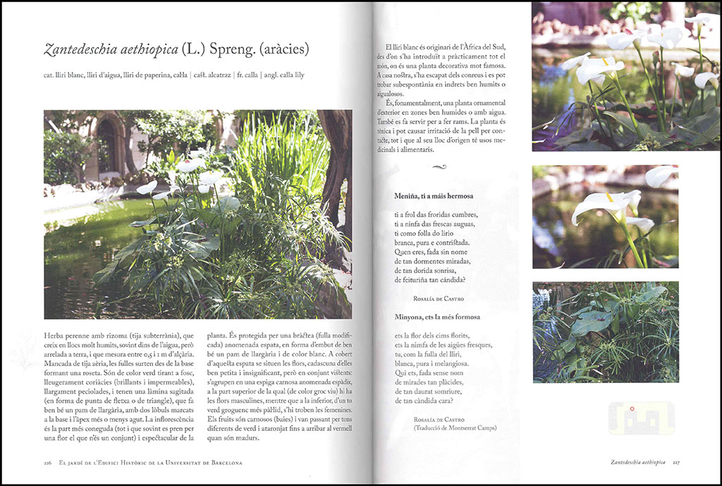 EL JARDÍ DE L'EDIFICI HISTÒRIC DE LA UNIVERSITAT DE BARCELONA. 101 PLANTES PER  A UNA PASSEJADA BOTÀNICA I LITERÀRIA 4