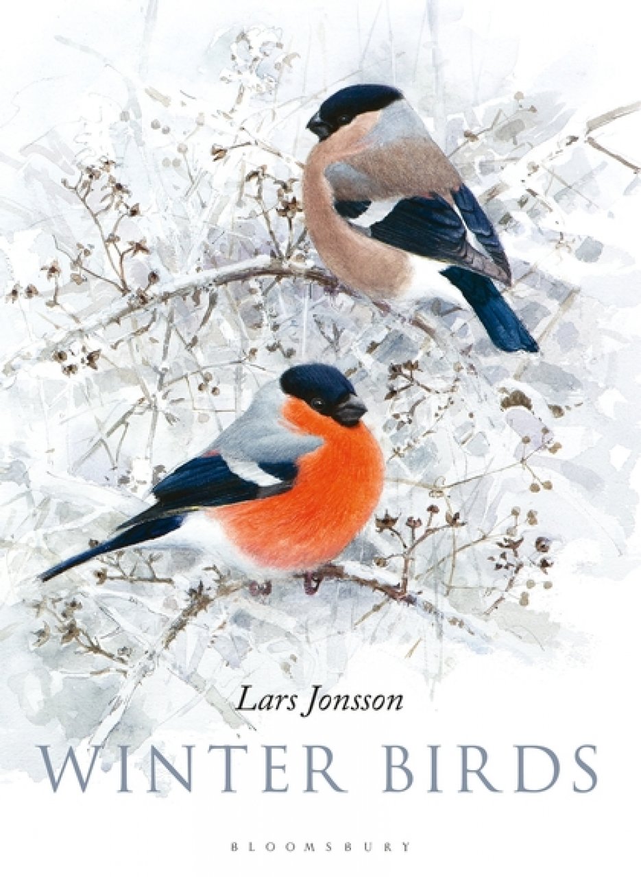 WINTER BIRDS 1