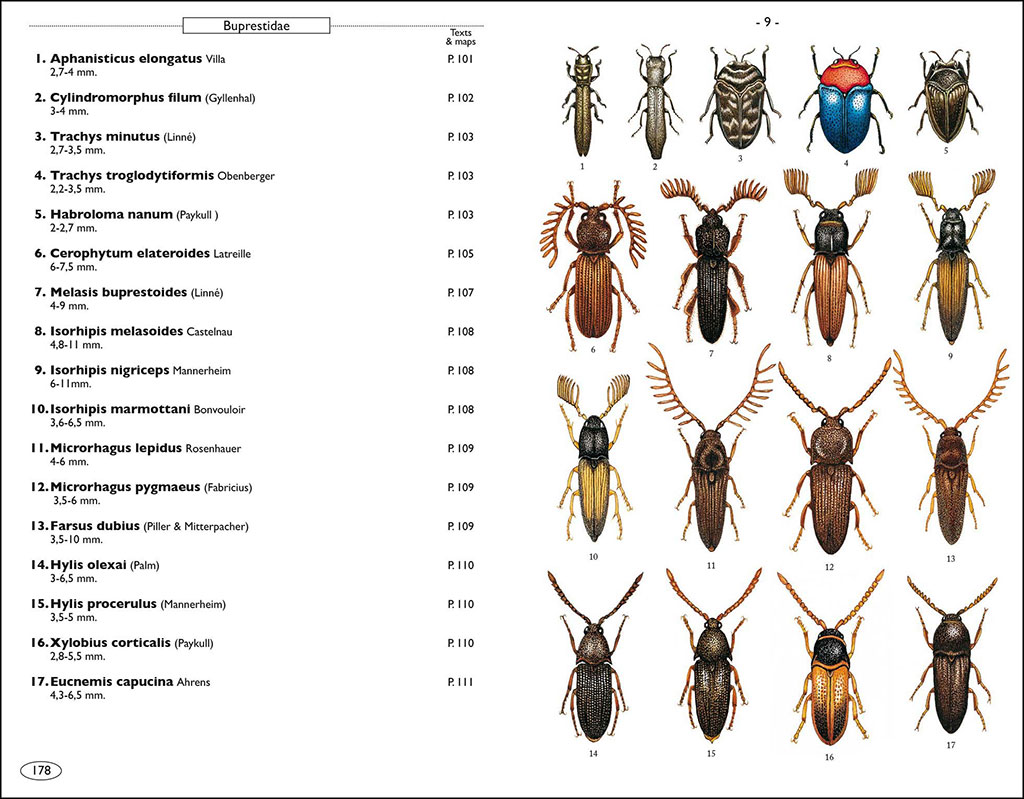 PHYTOPHAGOUS BEETLES OF EUROPE. VOLUME 1- BUPRESTIDAE, ELATERIDAE, CLERIDAE, CERAMBYCIDAE 2
