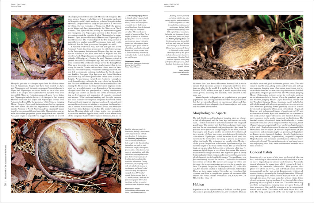 HANDBOOK OF THE MAMMALS OF THE WORLD. VOL. 7 RODENTS II 2