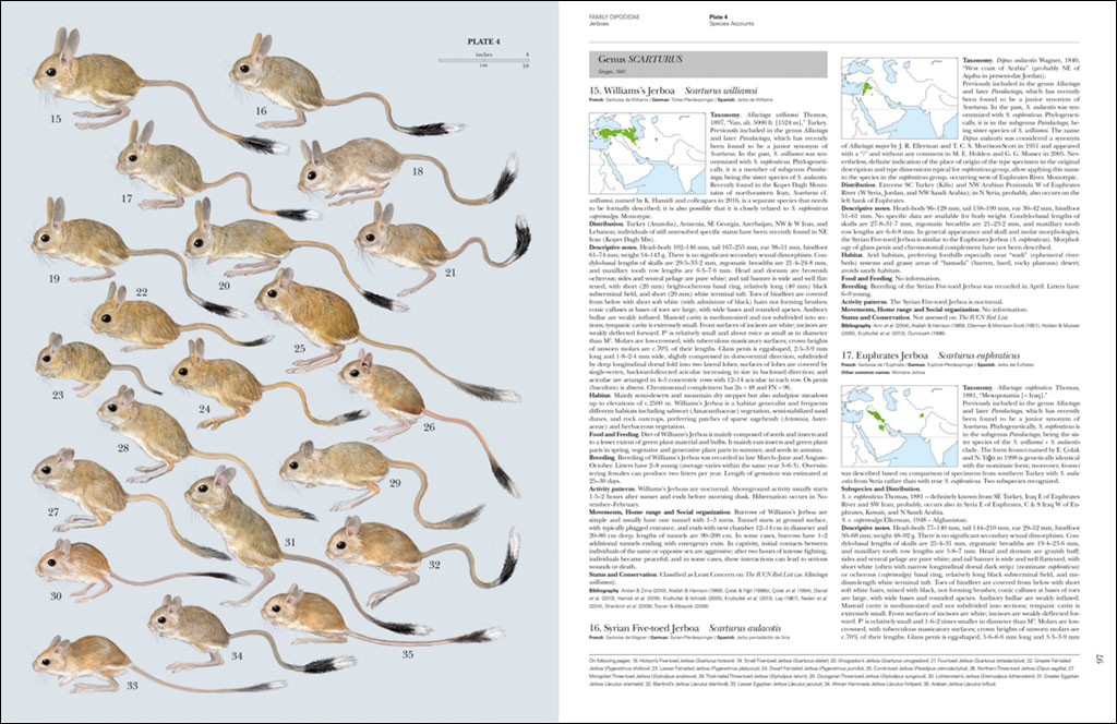 HANDBOOK OF THE MAMMALS OF THE WORLD. VOL. 7 RODENTS II 3