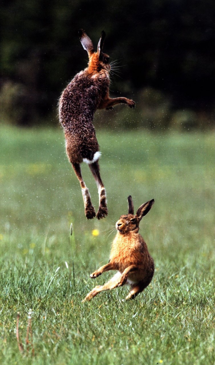 THE WAY OF THE HARE 4