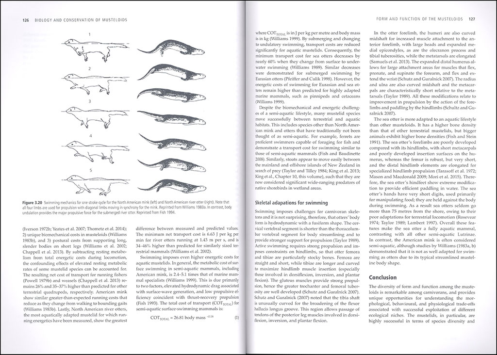 BIOLOGY AND CONSERVATION OF MUSTELOIDS 4