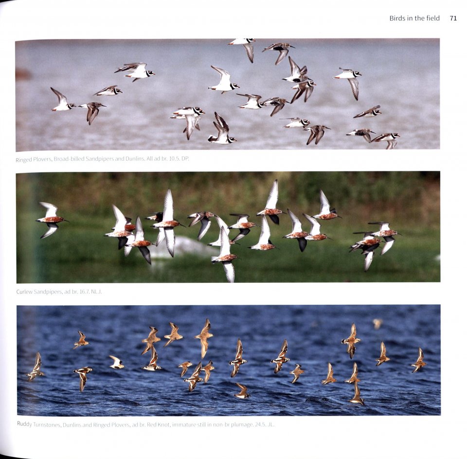 WADERS OF EUROPE. A PHOTOGRAPHIC GUIDE 2