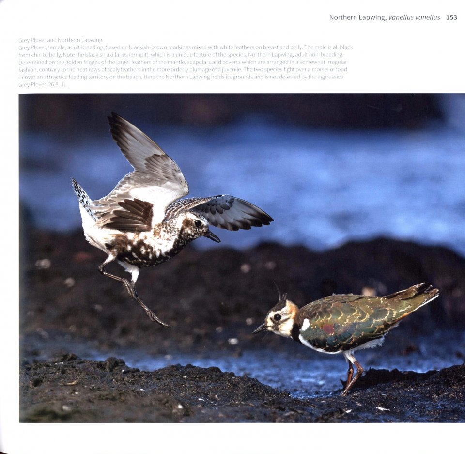 WADERS OF EUROPE. A PHOTOGRAPHIC GUIDE 3