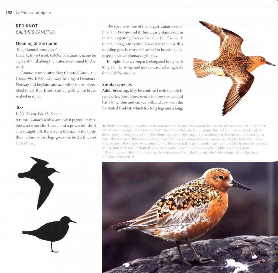 WADERS OF EUROPE. A PHOTOGRAPHIC GUIDE 4