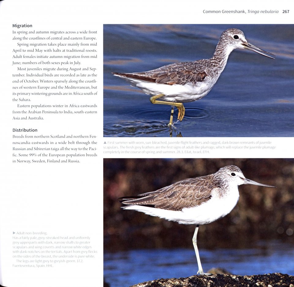 WADERS OF EUROPE. A PHOTOGRAPHIC GUIDE 5