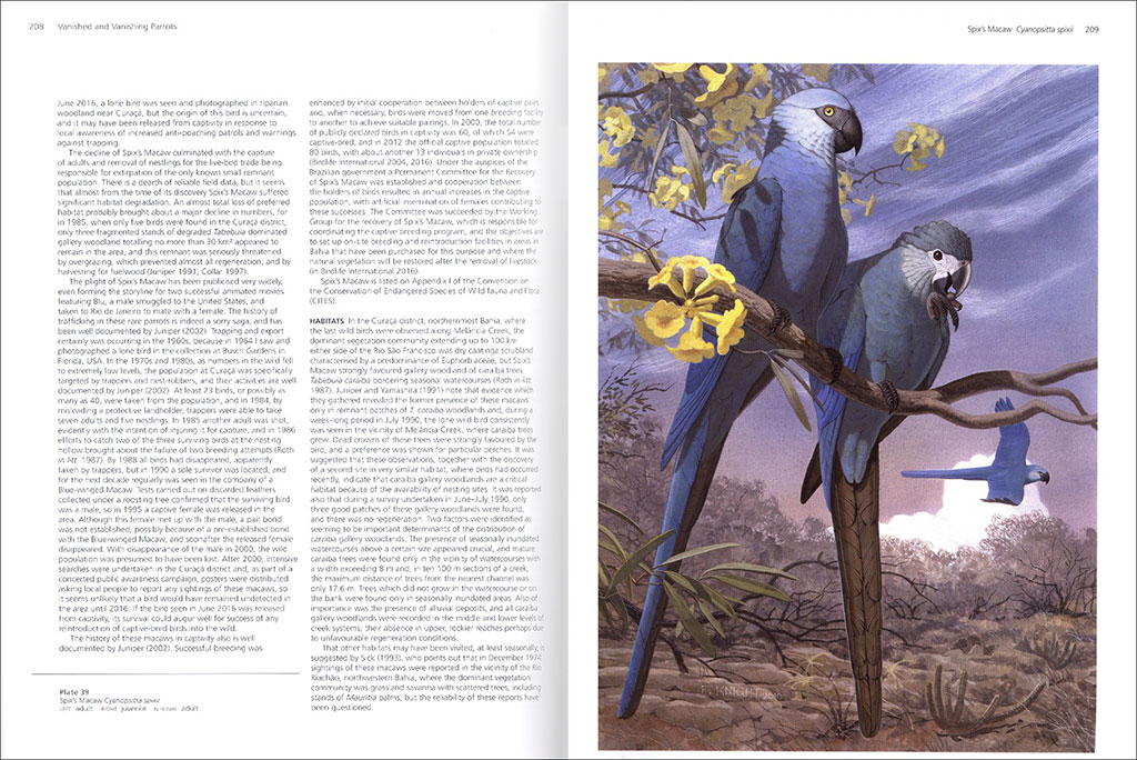 VANISHED AND VANISHING PARROTS. PROFILING EXTINCT AND ENDANGERED SPECIES 4