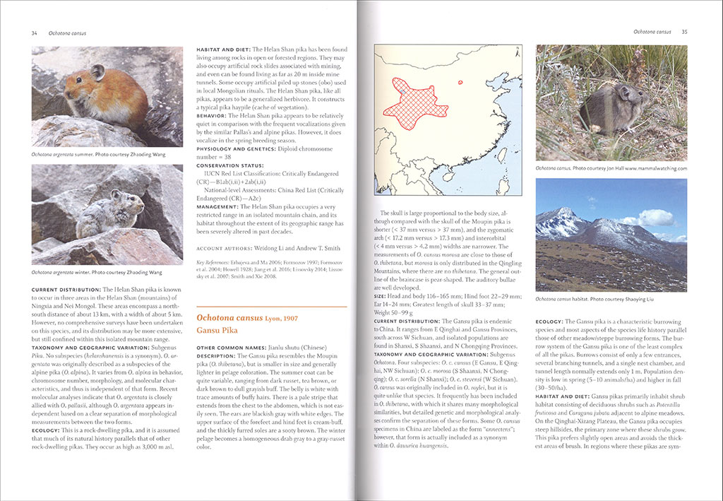 LAGOMORPHS: PIKAS, RABBITS, AND HARES OF THE WORLD 2