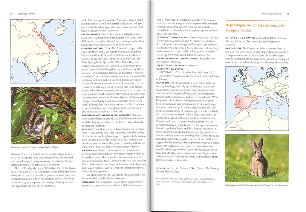 LAGOMORPHS: PIKAS, RABBITS, AND HARES OF THE WORLD 3