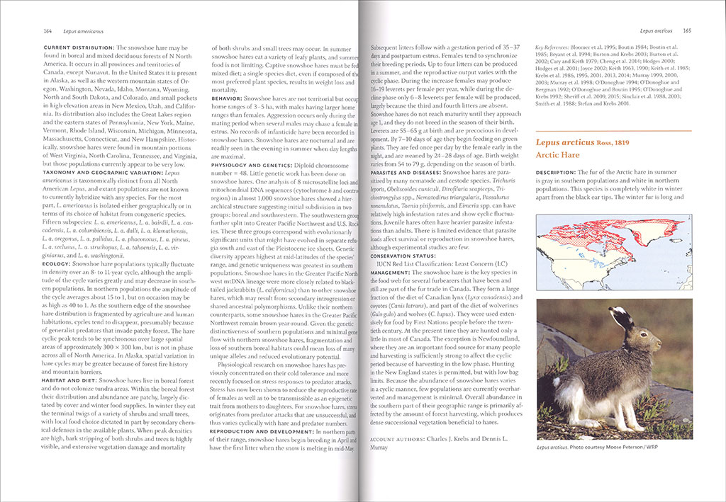 LAGOMORPHS: PIKAS, RABBITS, AND HARES OF THE WORLD 4