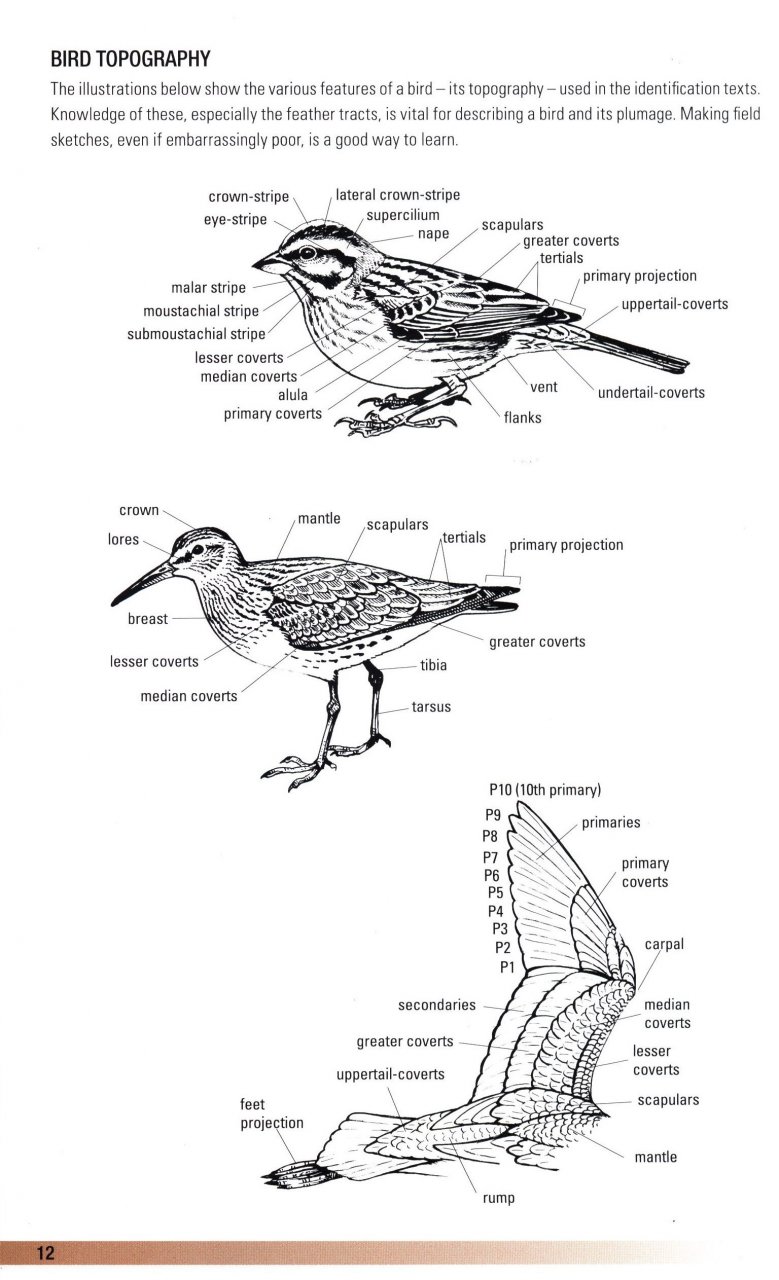 HELM FIELD GUIDES. BIRDS OF OMAN 2