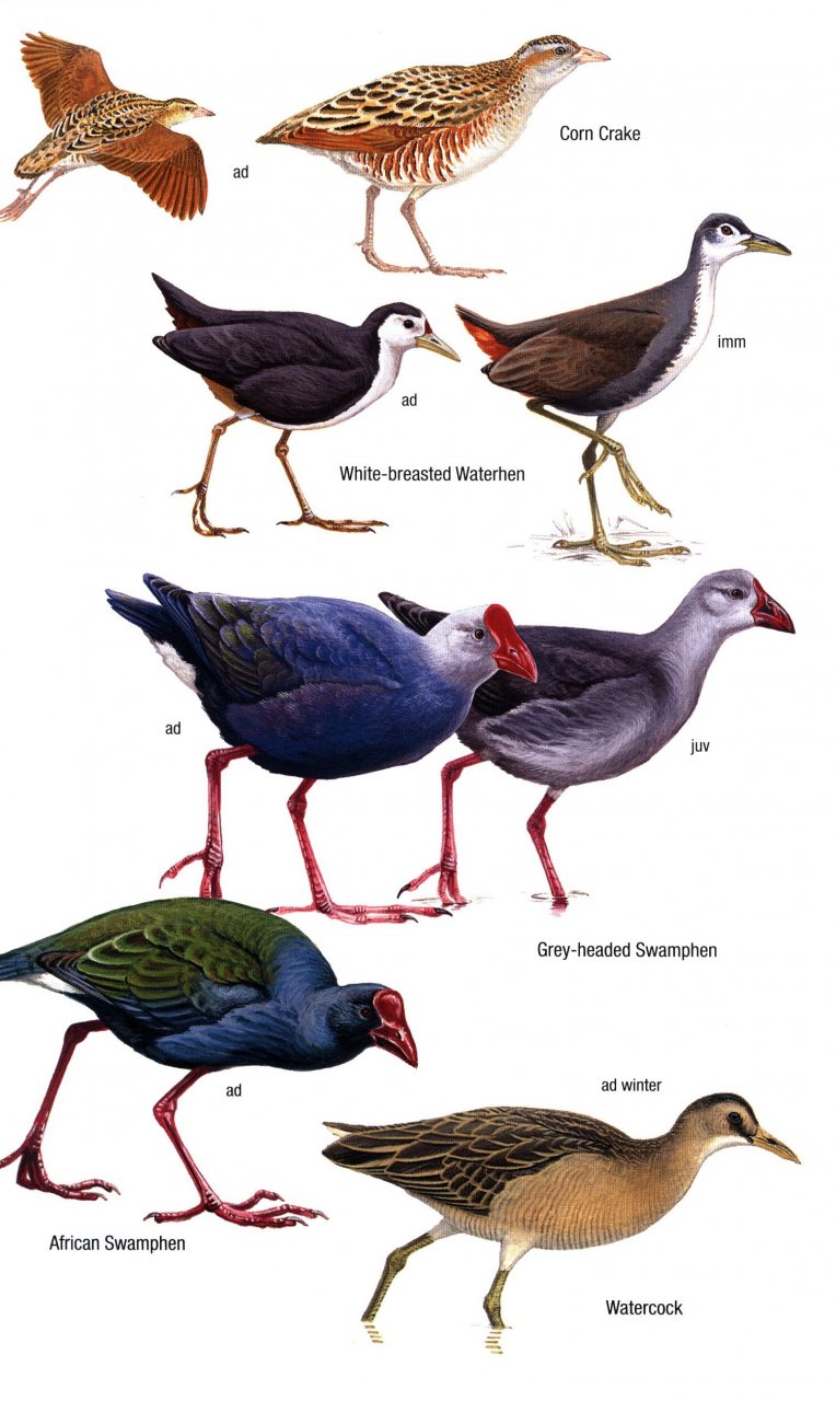 HELM FIELD GUIDES. BIRDS OF OMAN 3