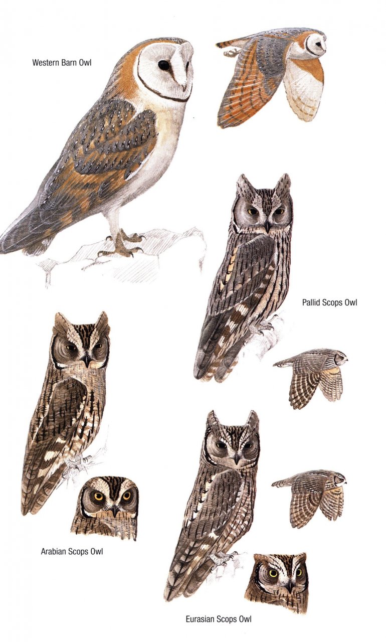 HELM FIELD GUIDES. BIRDS OF OMAN 4