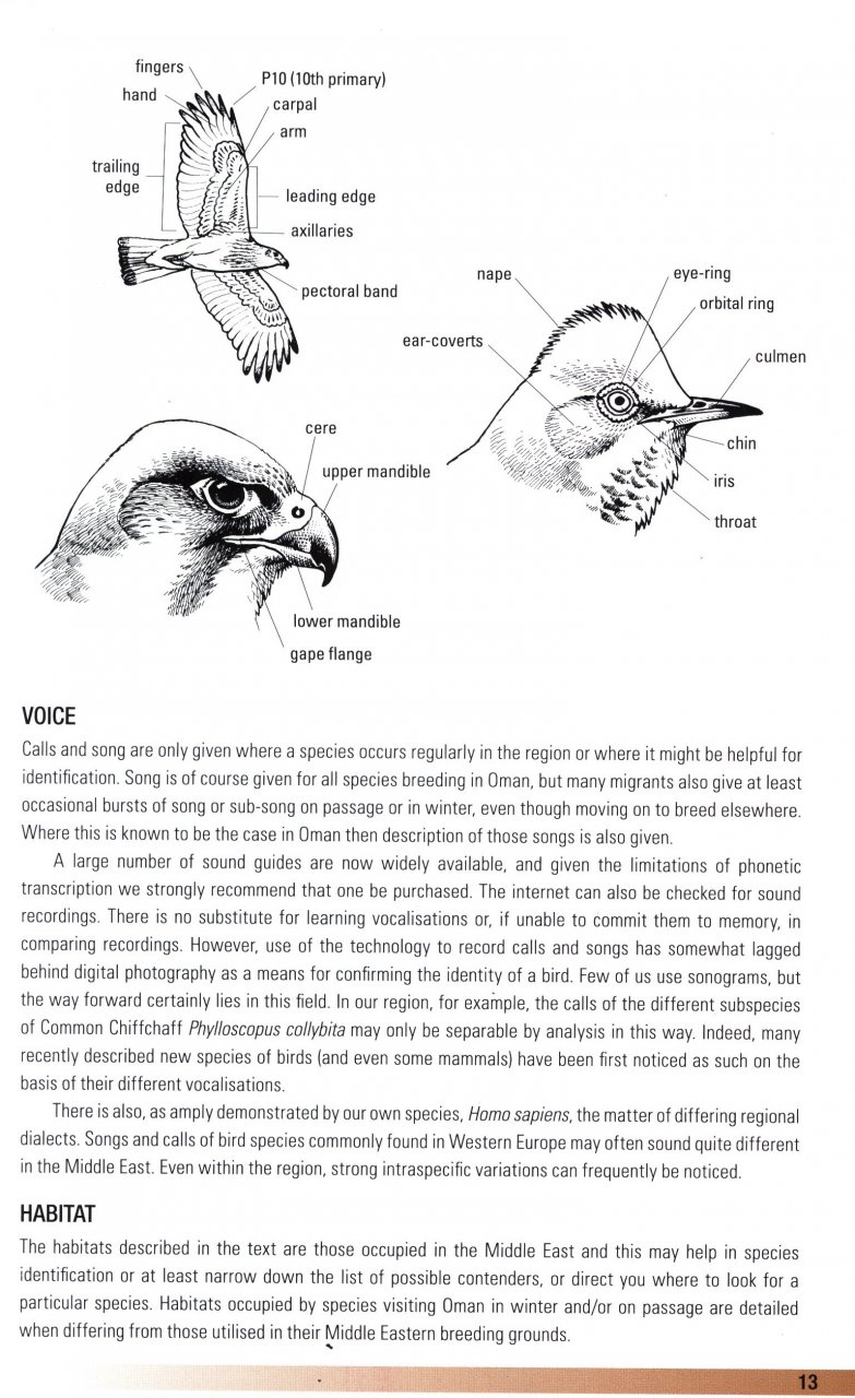 HELM FIELD GUIDES. BIRDS OF OMAN 6