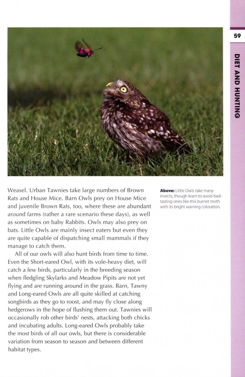 RSPB SPOTLIGHT: OWLS 3