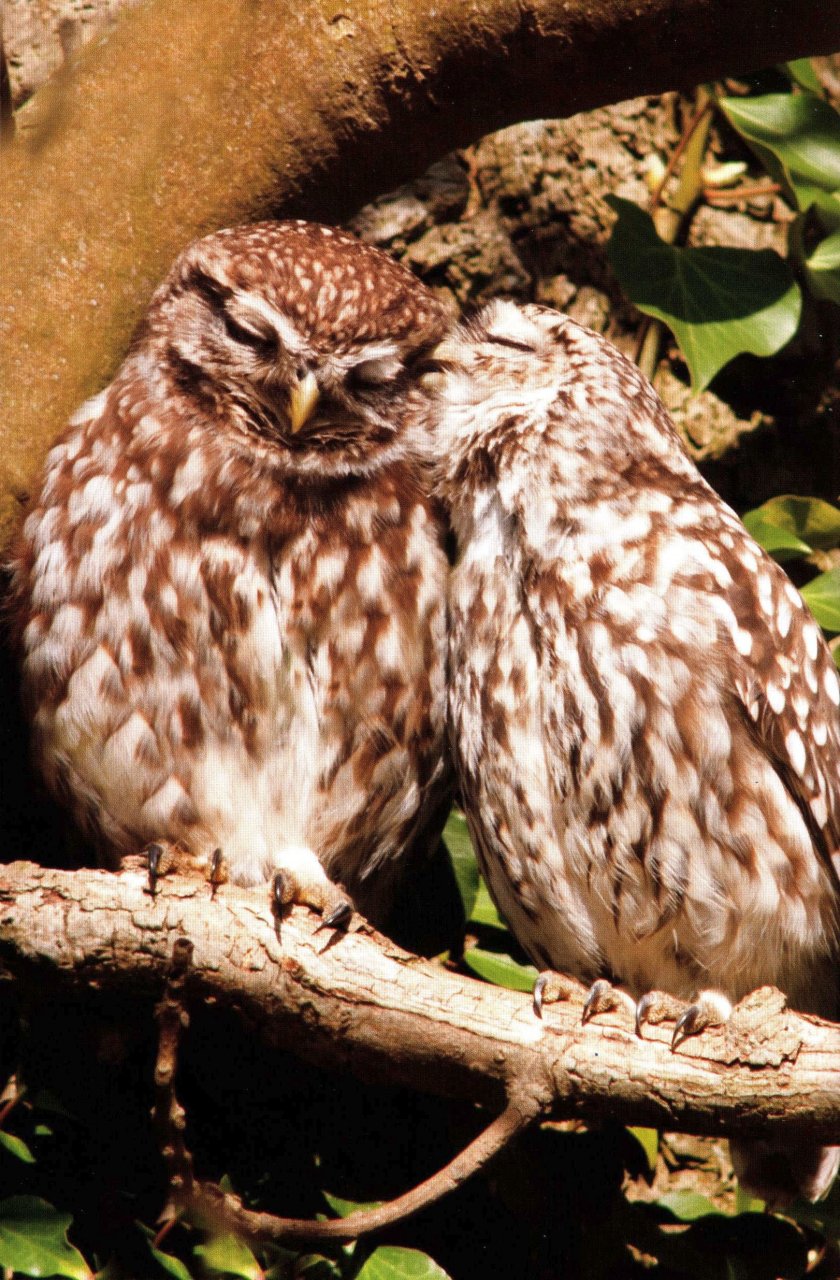 RSPB SPOTLIGHT: OWLS 4