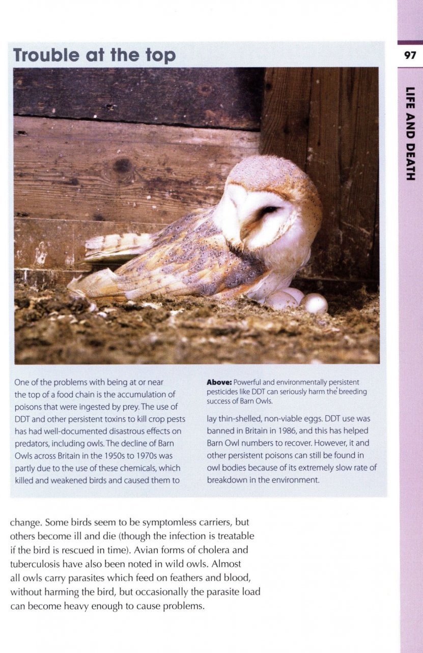 RSPB SPOTLIGHT: OWLS 5