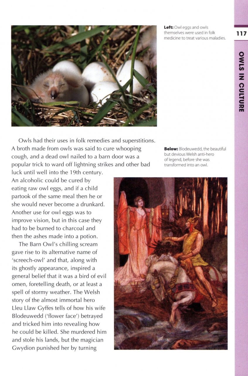 RSPB SPOTLIGHT: OWLS 6